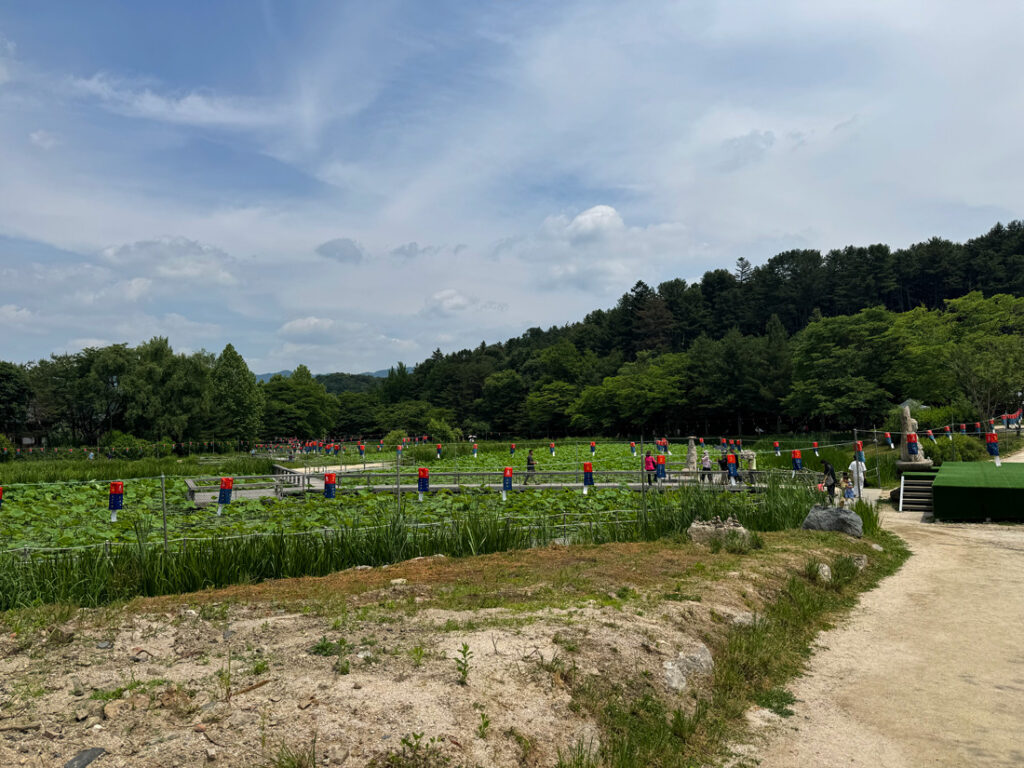 봉선사 연꽃단지 풍경
